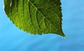 leaf